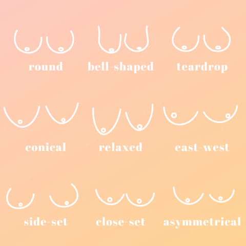 Different types of breasts [Apricotton]