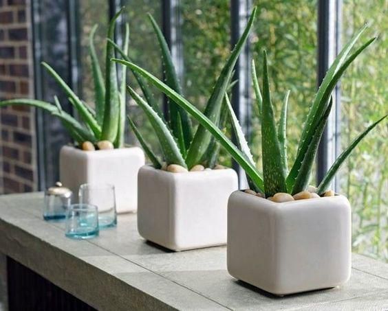 Aloe vera promotes a fresh and clean atmosphere conducive for quality sleep [meyerlucas]