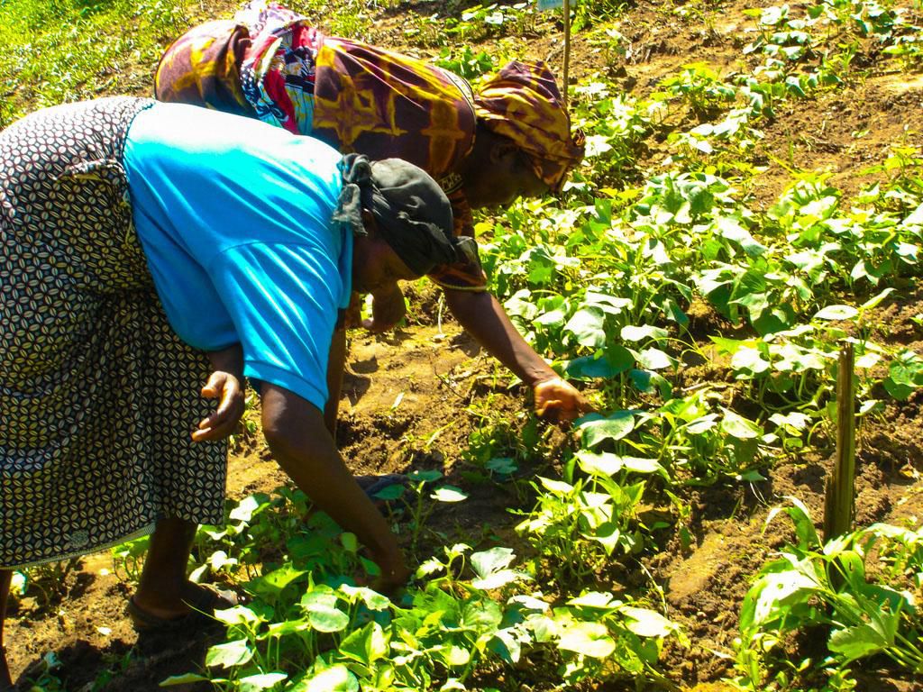 Ladies working on the farm
