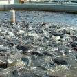 How to start fish farming business