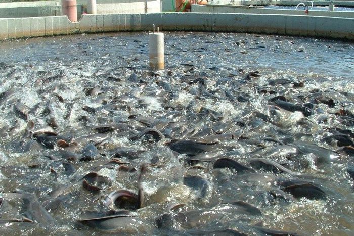 How to start fish farming business