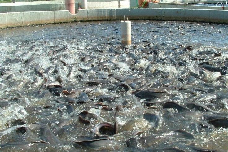 How to start fish farming business