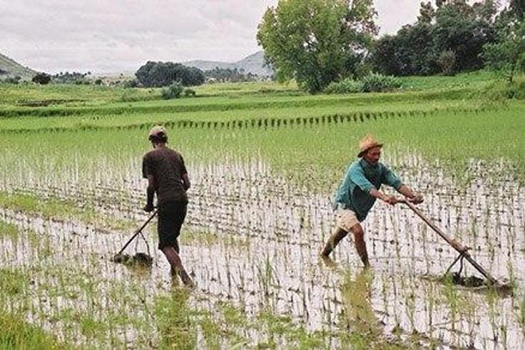 Rice Plantation in Africa