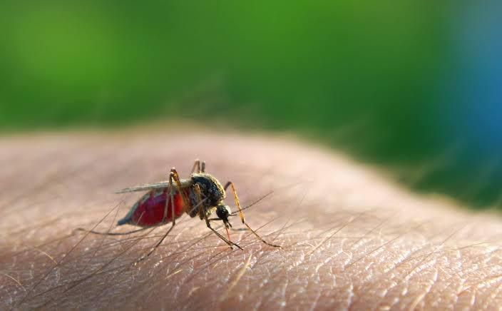 The disease is often transmitted by the bite of an infected mosquito [Aljazeera]