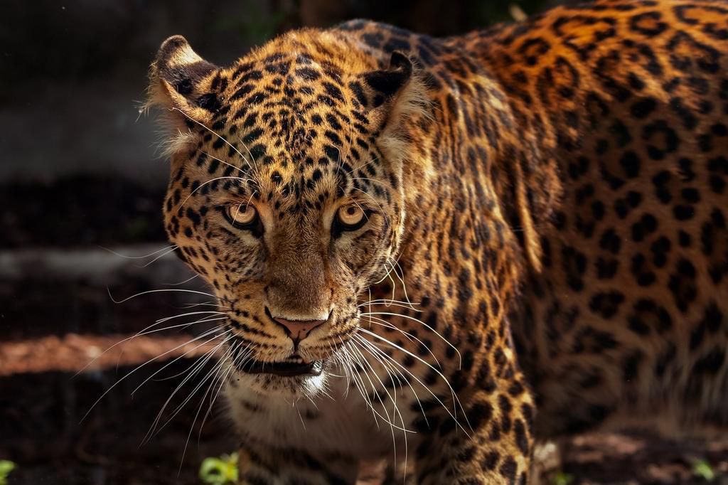 Jaguar [PixaBay]
