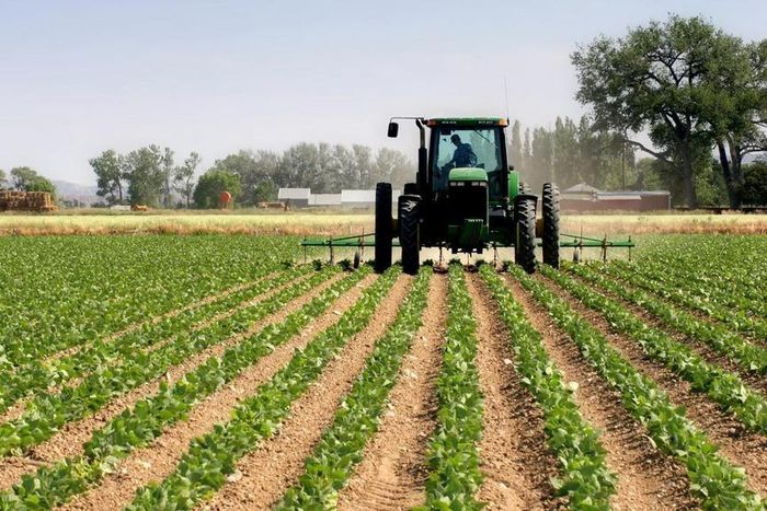 Nigeria has potential of being food basket in Africa – AGRA (NNN)