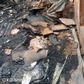 Fire razes 19 shops, one mosque at Rimi market, Kano.