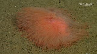 Deep-sea worm looks like a luminous lump of spaghetti  [LiveScience]