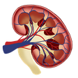 Kidney
