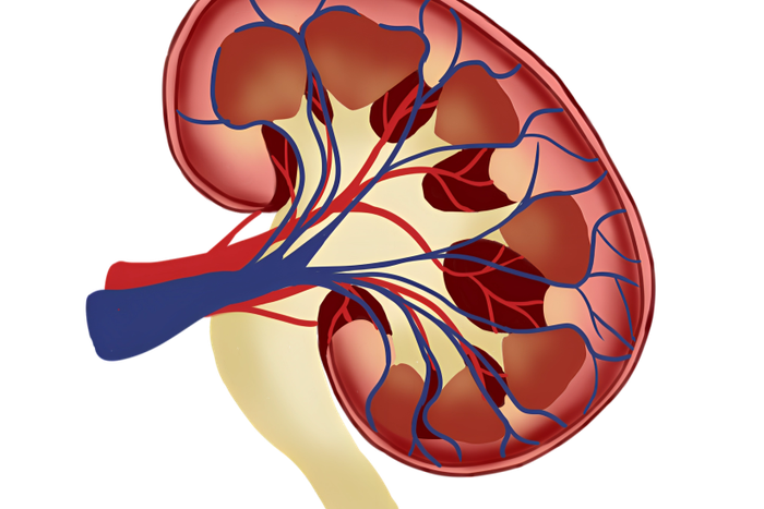 Kidney