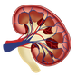 Kidney