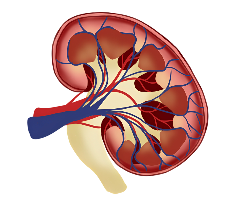 The human kidney