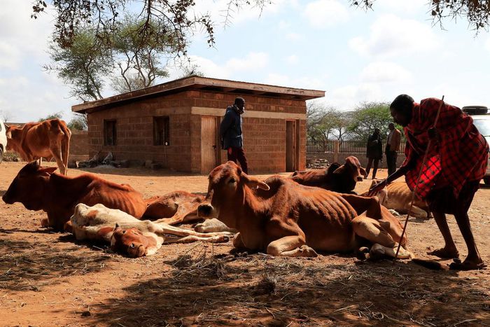 Kenyan Massai Cow Herders