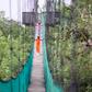 Legon Botanical Gardens canopy walkway