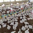 Litter management in poultry production system