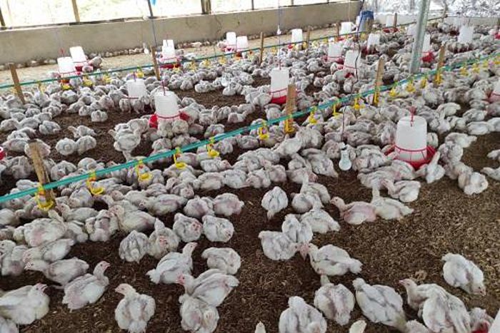 Litter management in poultry production system