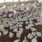 Litter management in poultry production system