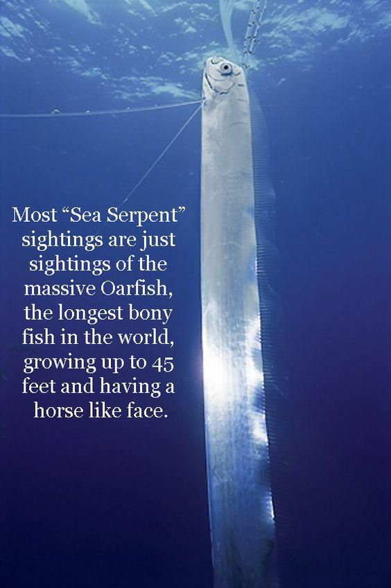 The oarfish have been mistaken for a sea serpent [Pinterest]
