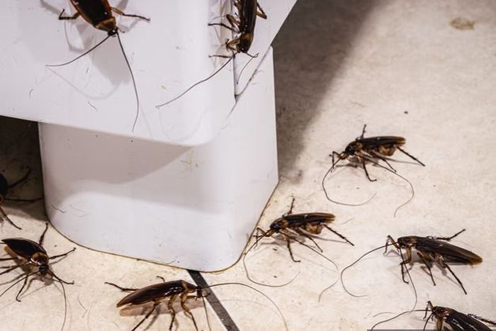 Cockroaches running around your home can be annoying and irritating [Shutterstock]