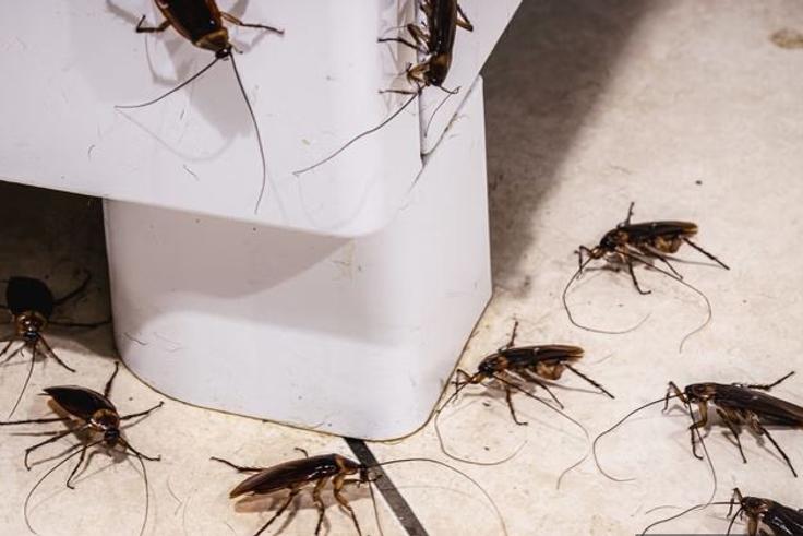 Cockroaches running around your home can be annoying and irritating [Shutterstock]