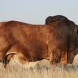 Bull Boran sold for R8 million [Jewishreport]