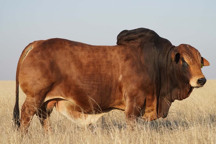 Bull Boran sold for R8 million [Jewishreport]