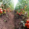FG distributes tomato seedlings to 500 farmers in Edo [farmsquare]