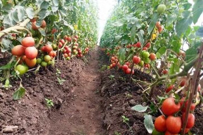 FG distributes tomato seedlings to 500 farmers in Edo [farmsquare]