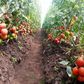 FG distributes tomato seedlings to 500 farmers in Edo [farmsquare]