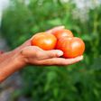 You can grow your own food [iStock]