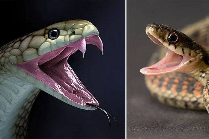 How to tell the difference between poisonous and non-poisonous snakes [reddit]