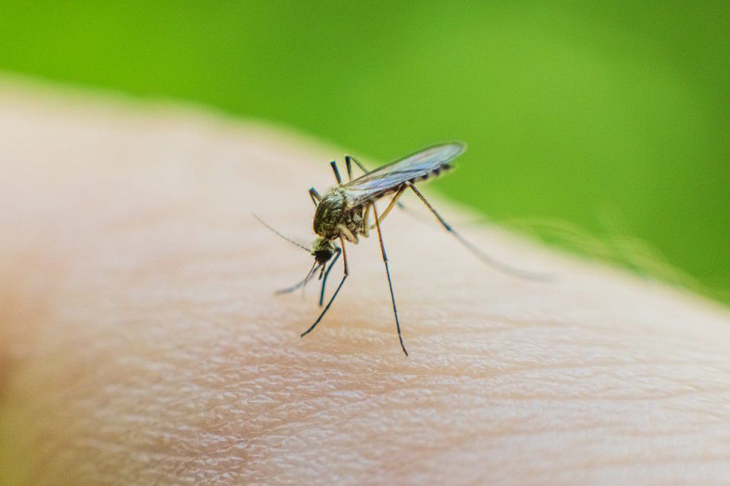 Rising global temperatures are driving mosquitos — and the diseases they carry — to new geographic areas.iiievgeniy/Getty Images