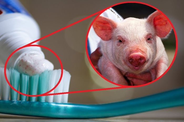 Many things we use contain animal products [YouTube]