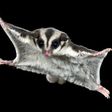Animals you didn’t know could fly [X]