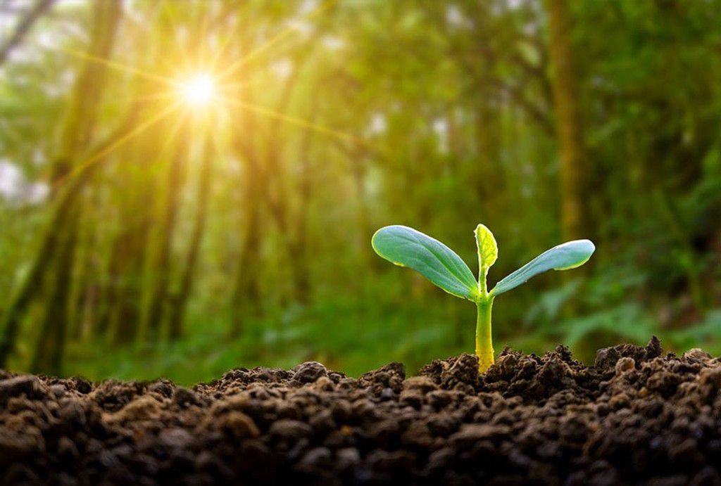 Plants have an internal clock [Medium]