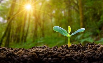 Plants have an internal clock [Medium]