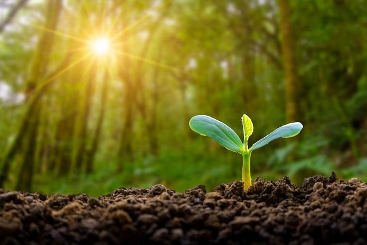 Plants have an internal clock [Medium]