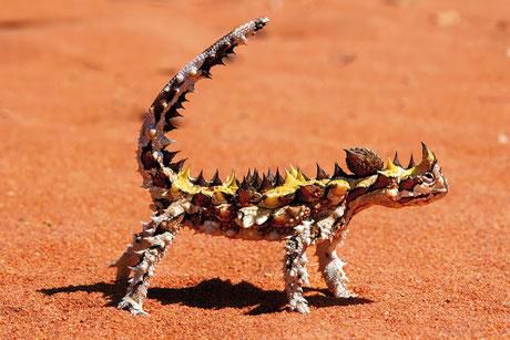 Thorny devil [NaturetimeTours]