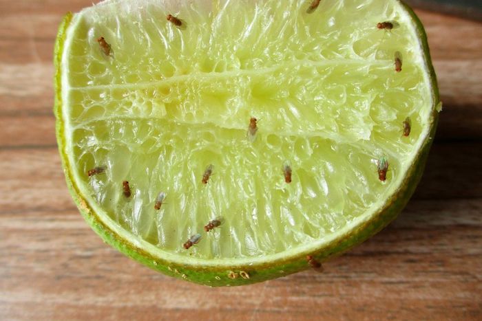 Fruit flies fly to leftover food, mainly fresh, sweet products [Tom's Guide]