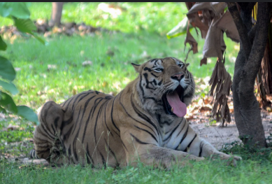 A tiger [AP7AM]