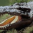 Missing man found inside crocodile [Peoples Gazette]