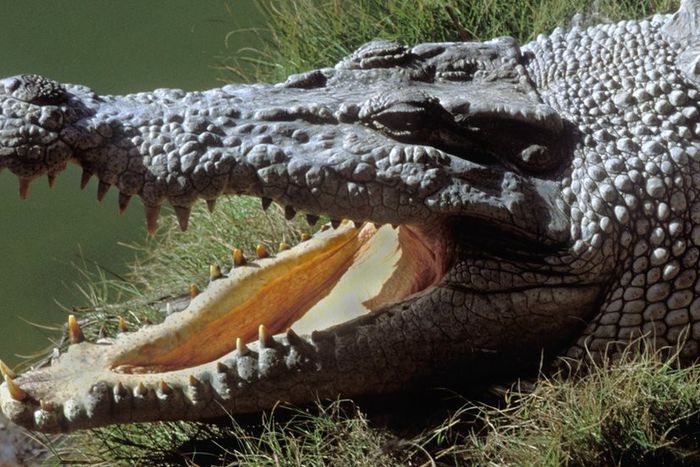Missing man found inside crocodile [Peoples Gazette]