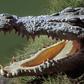 Missing man found inside crocodile [Peoples Gazette]