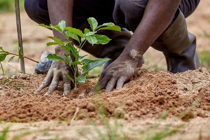 Tree planting [Dataphyte]
