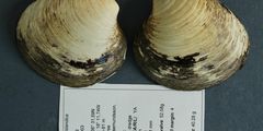 Ming the Clam lived for 507 years [NationalGeographic]