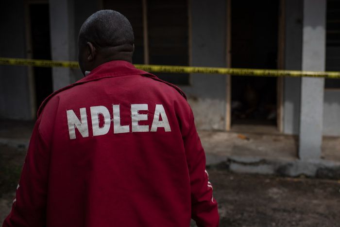 The NDLEA confirmed that no female aspirants have tested positive for drugs so far. [Getty Images]