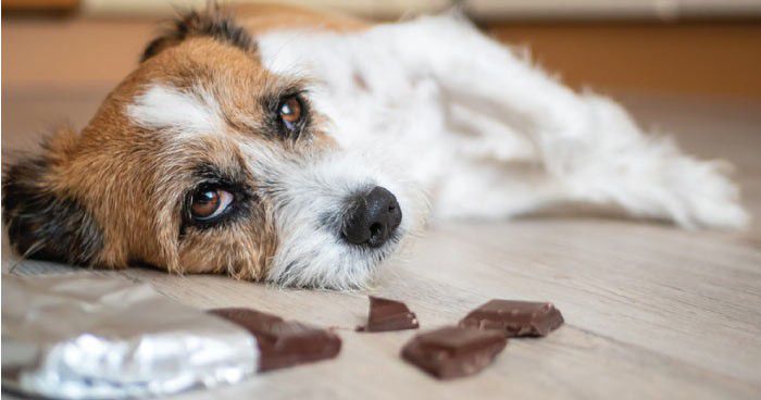 Dogs should never eat chocolate [CarryMyPet]