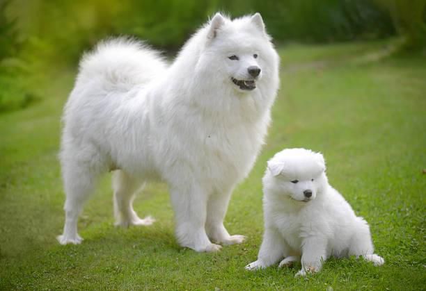 Samoyed [iStock]