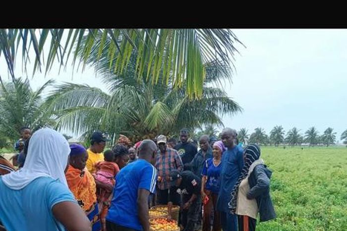 Baskets of tomato being sold at N1,000 at Bula community in Gombe State [NAN]