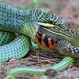 How do snakes digest big animals [LiveScience]